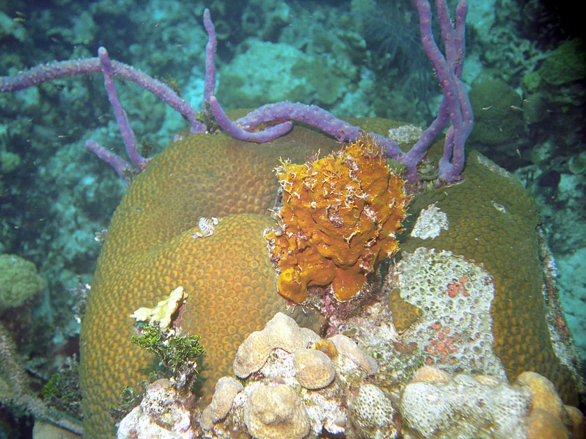 Diving South of New Providence Island. Dive. New Providence Island. .