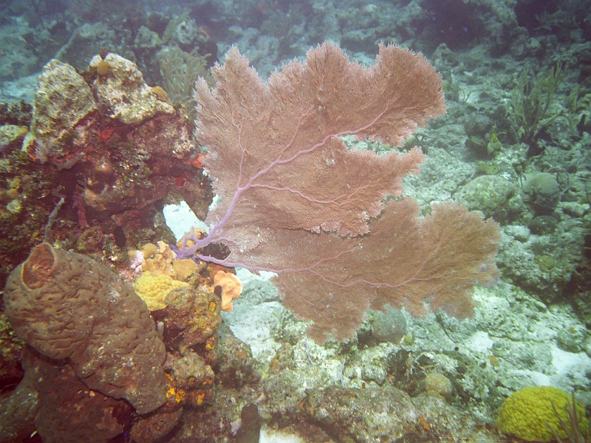 Diving South of New Providence Island. Dive. New Providence Island. .