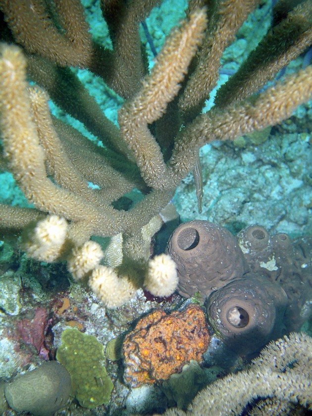 Diving South of New Providence Island. Dive. New Providence Island. .