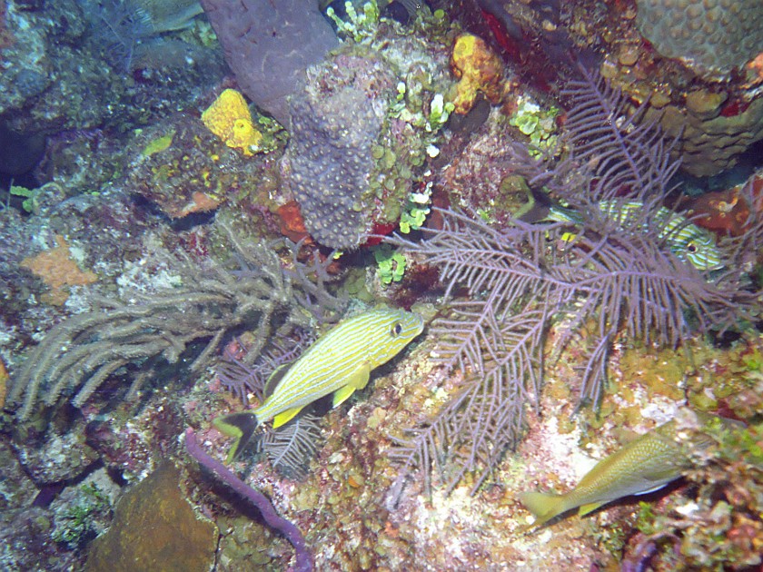 Diving South of New Providence Island. Dive. New Providence Island. .