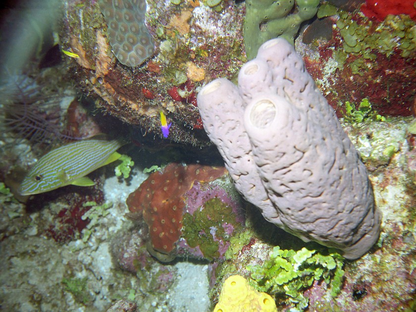 Diving South of New Providence Island. Dive. New Providence Island. .