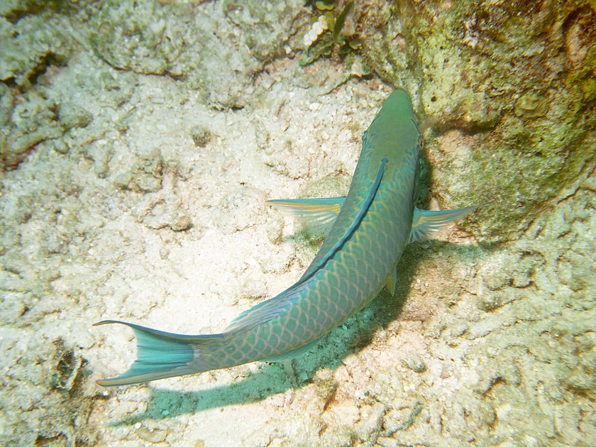 Diving South of New Providence Island. Dive. New Providence Island. .
