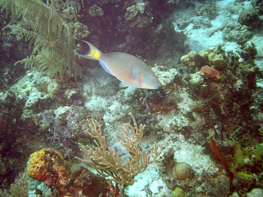 Diving South of New Providence Island. Dive. New Providence Island. .
