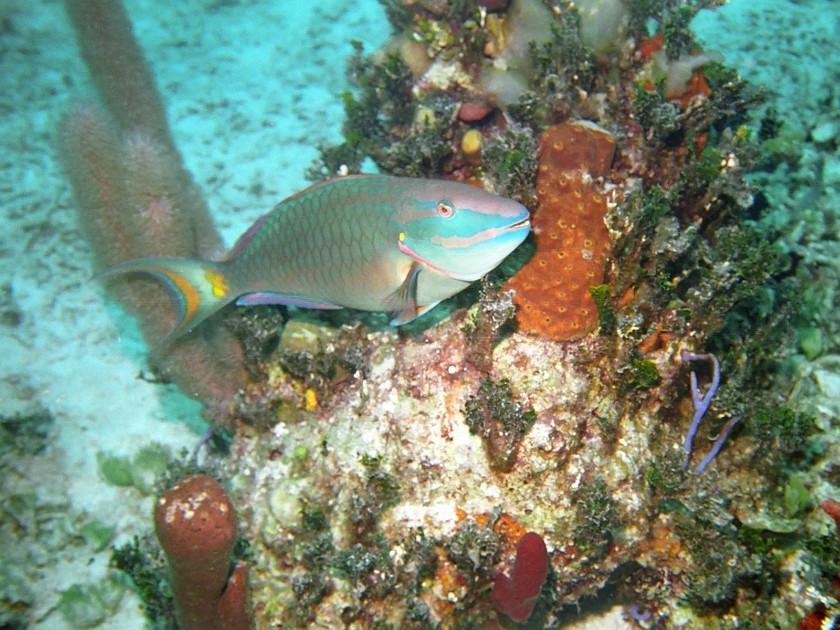 Diving South of New Providence Island. Dive. New Providence Island. .