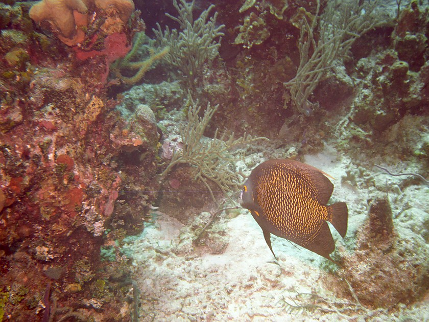 Diving South of New Providence Island. Dive. New Providence Island. .