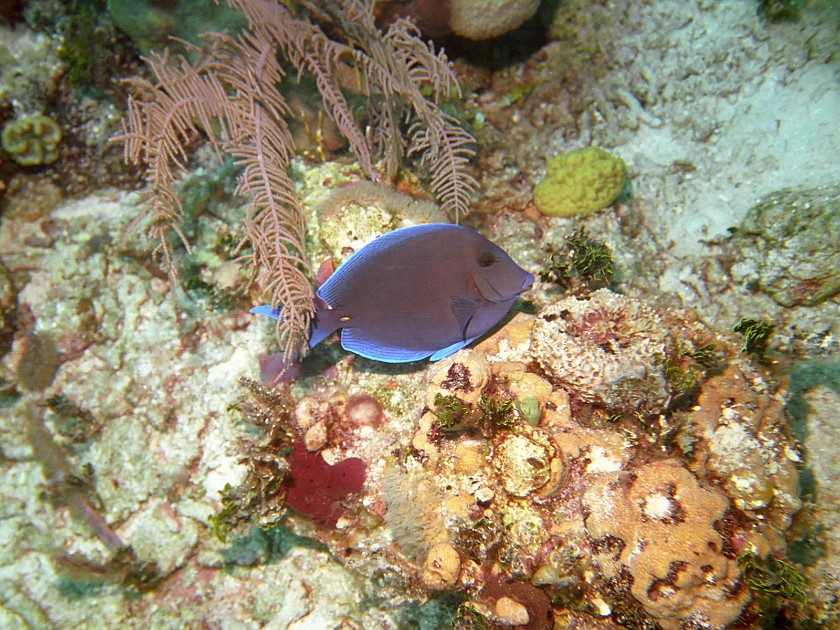 Diving South of New Providence Island. Dive. New Providence Island. .