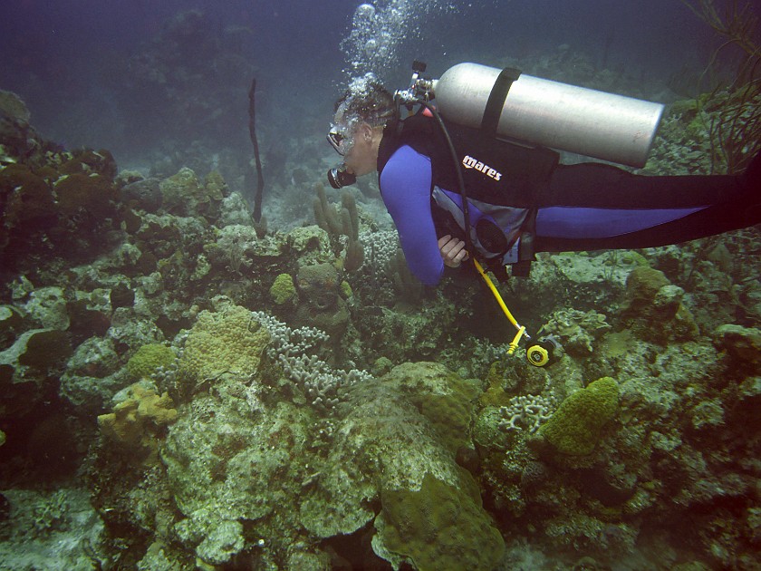 Diving South of New Providence Island. Dive. New Providence Island. .