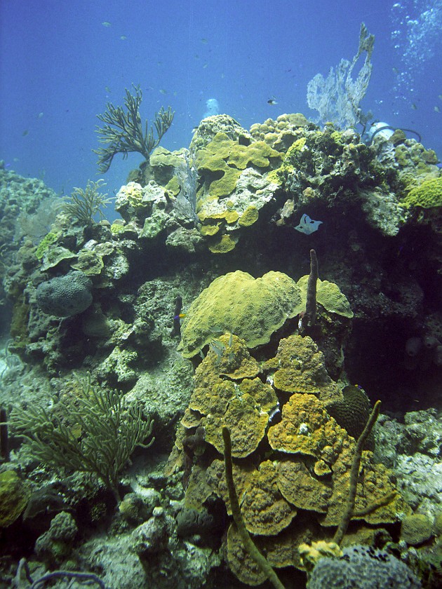 Diving South of New Providence Island. Dive. New Providence Island. .