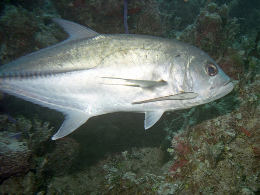 Diving South of New Providence Island. Dive. New Providence Island. .