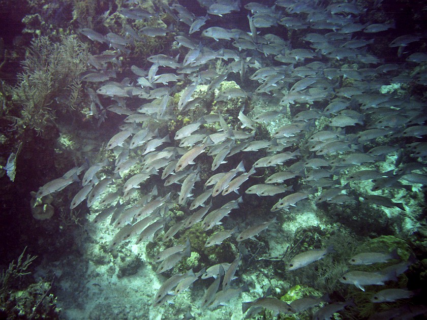 Diving South of New Providence Island. Dive. New Providence Island. .