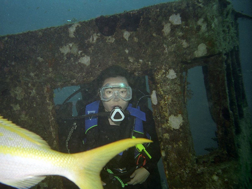 The Shark-Feeding Dive. Dive. New Providence Island. .