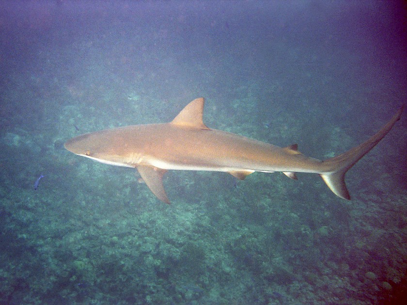 The Shark-Feeding Dive. Dive. New Providence Island. .
