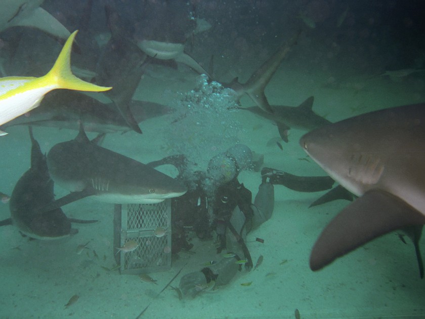 The Shark-Feeding Dive. Dive. New Providence Island. .