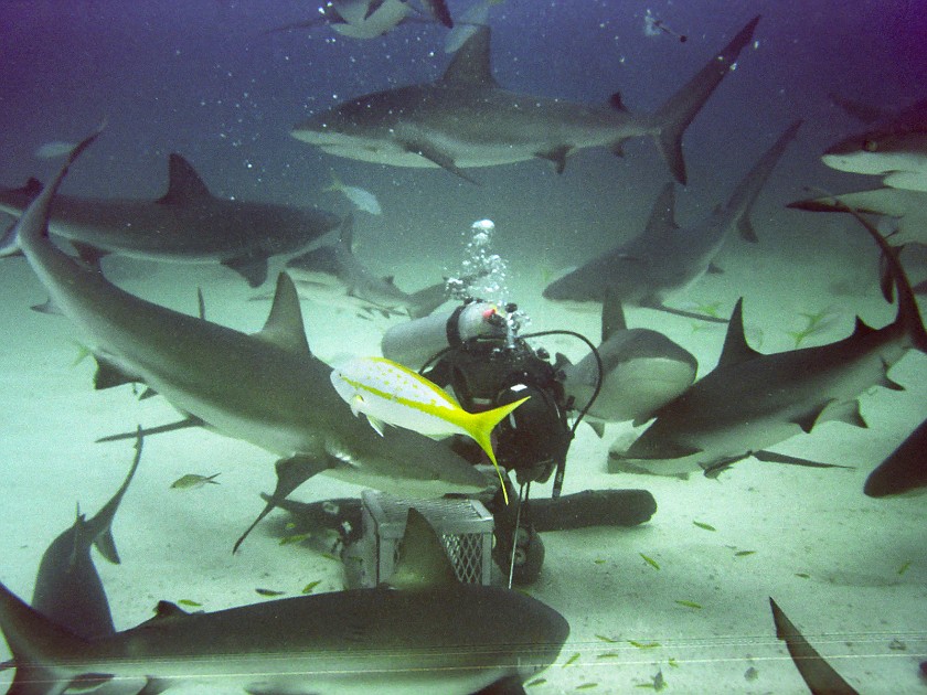 The Shark-Feeding Dive. Dive. New Providence Island. .