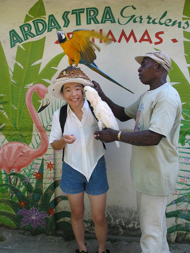 Ardastra Gardens. Parrot. Nassau. .