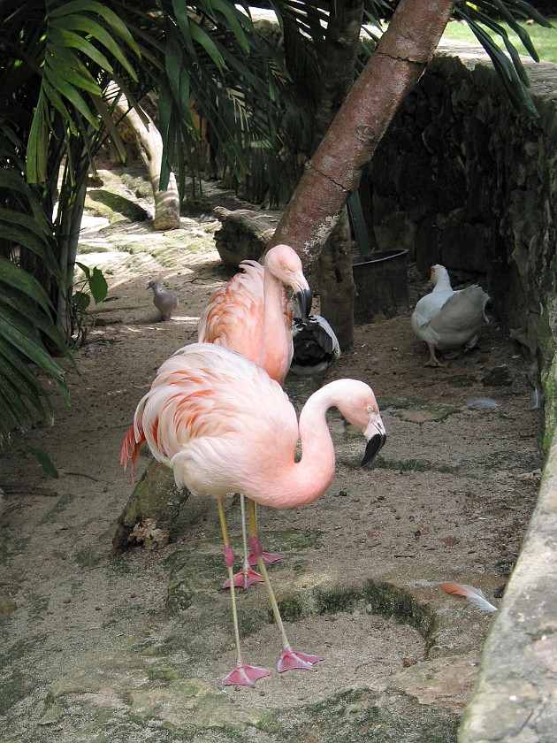 Ardastra Gardens. Flamingoes. Nassau. .
