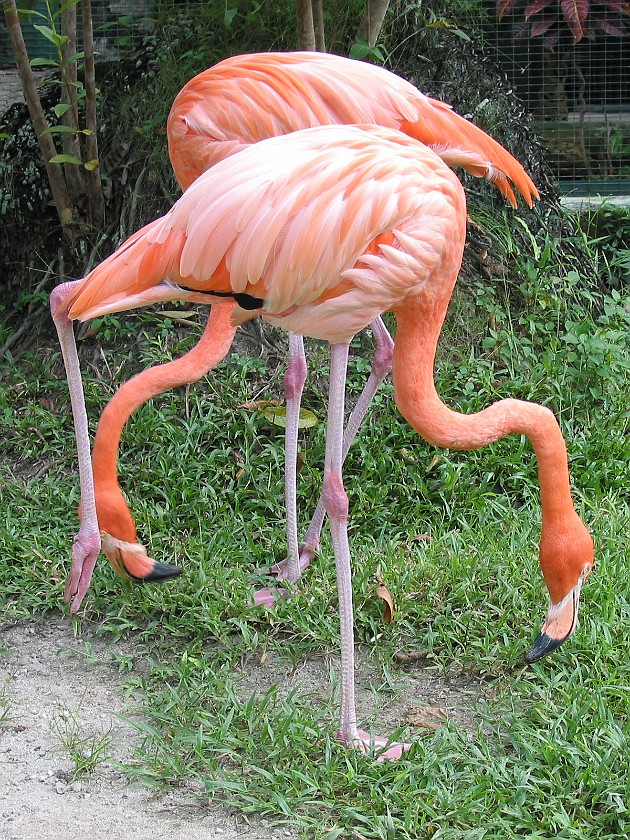 Ardastra Gardens. Flamingoes. Nassau. .