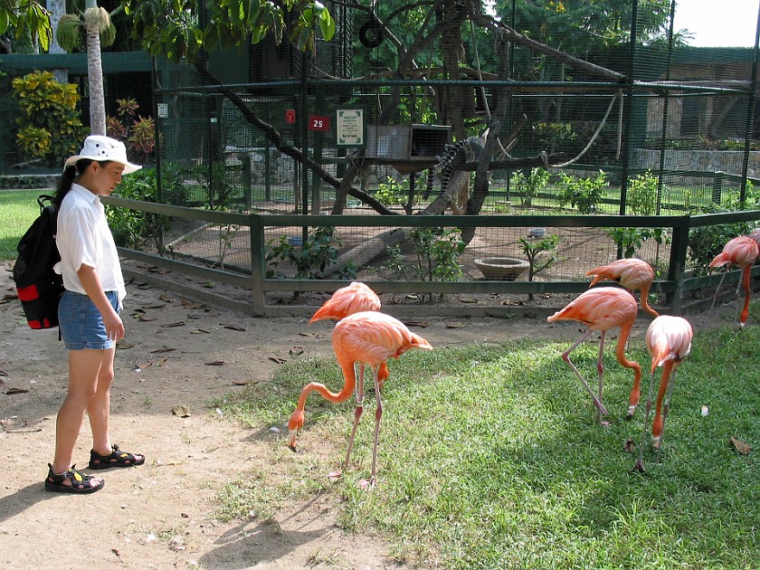 Ardastra Gardens. Flamingoes. Nassau. .