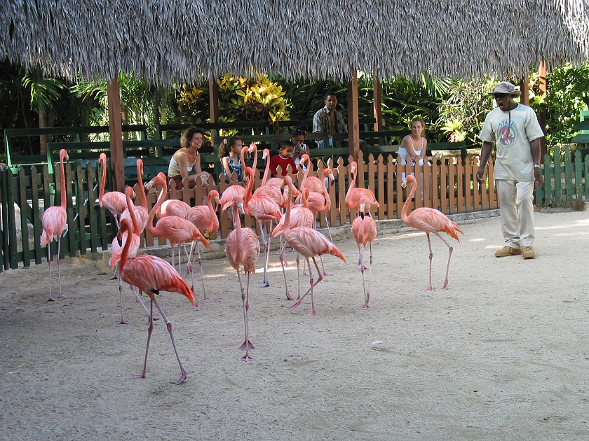 Ardastra Gardens. Flamingoes Show. Nassau. .