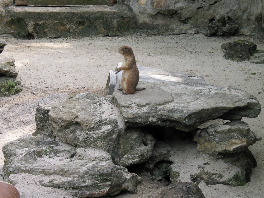 Ardastra Gardens. Marmot. Nassau. .