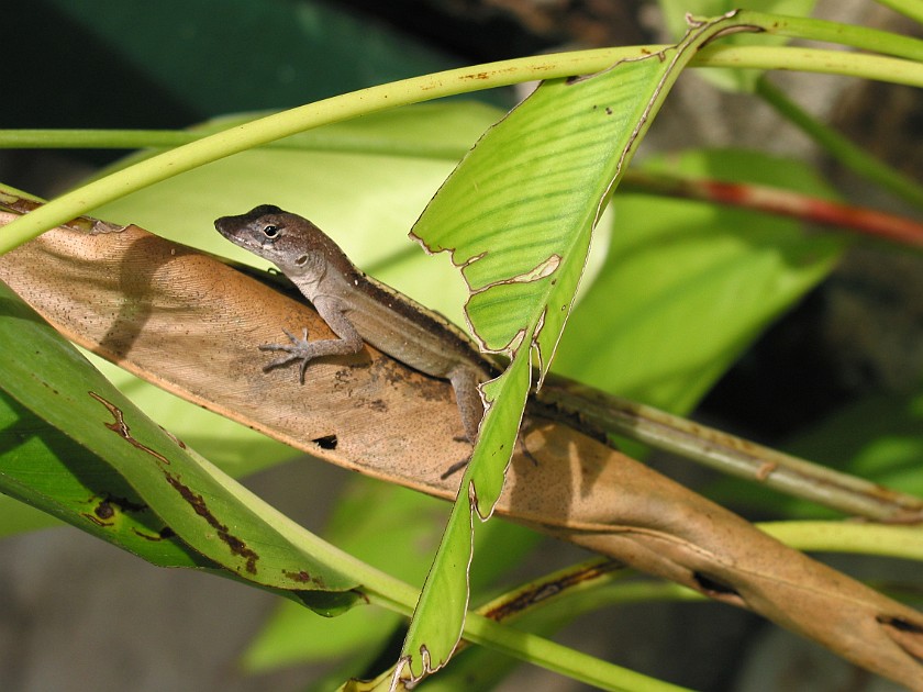Ardastra Gardens. Lizzard. Nassau. .