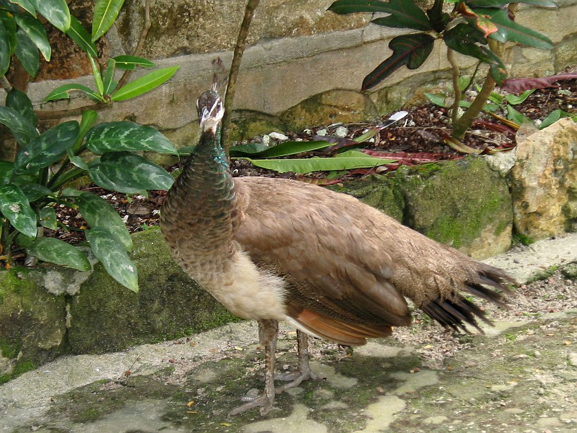 Ardastra Gardens. Peacock. Nassau. .
