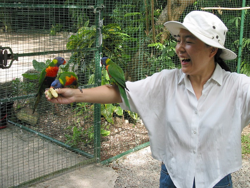 Ardastra Gardens. Inside the Parrot Cage. Nassau. .