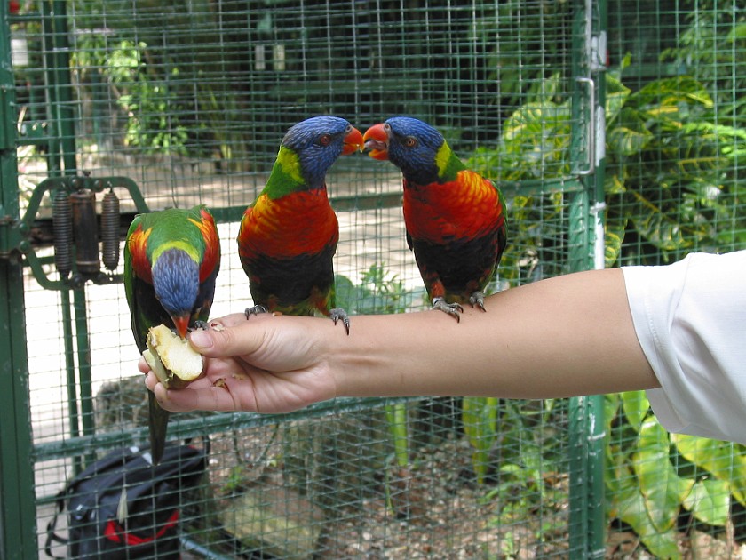 Ardastra Gardens. Inside the Parrot Cage. Nassau. .