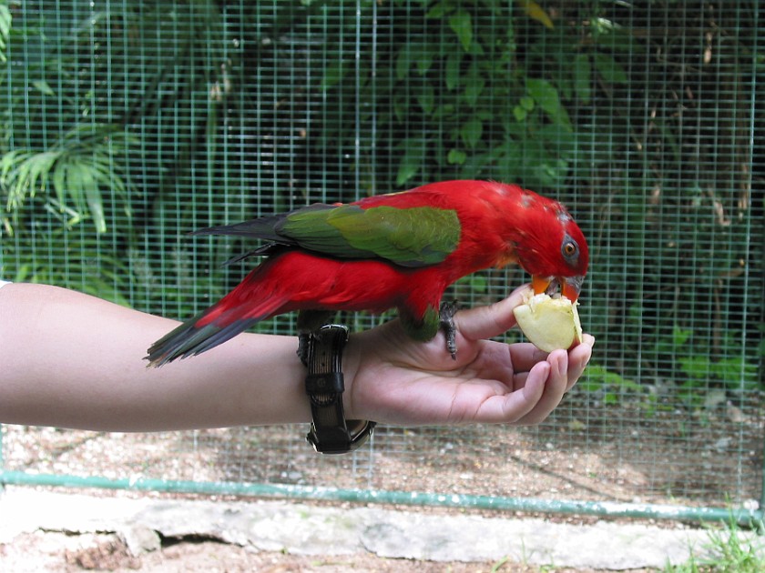 Ardastra Gardens. Inside the Parrot Cage. Nassau. .