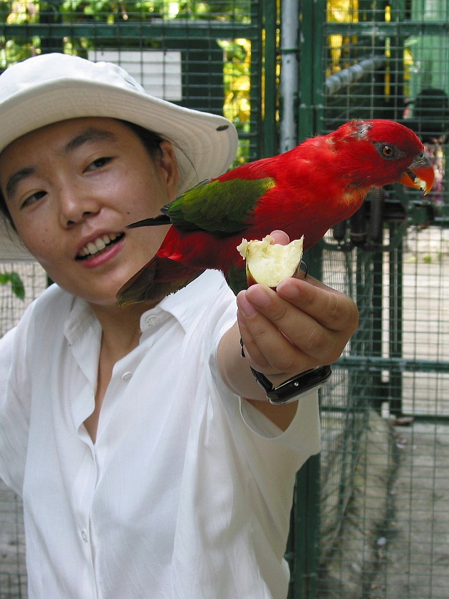 Ardastra Gardens. Inside the Parrot Cage. Nassau. .