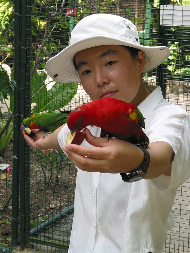 Ardastra Gardens. Inside the Parrot Cage. Nassau. .