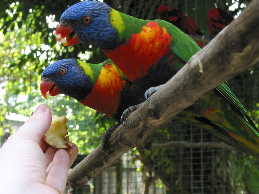 Ardastra Gardens. Inside the Parrot Cage. Nassau. .