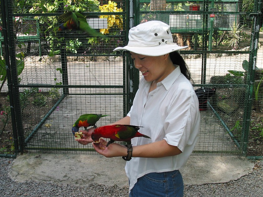 Ardastra Gardens. Inside the Parrot Cage. Nassau. .