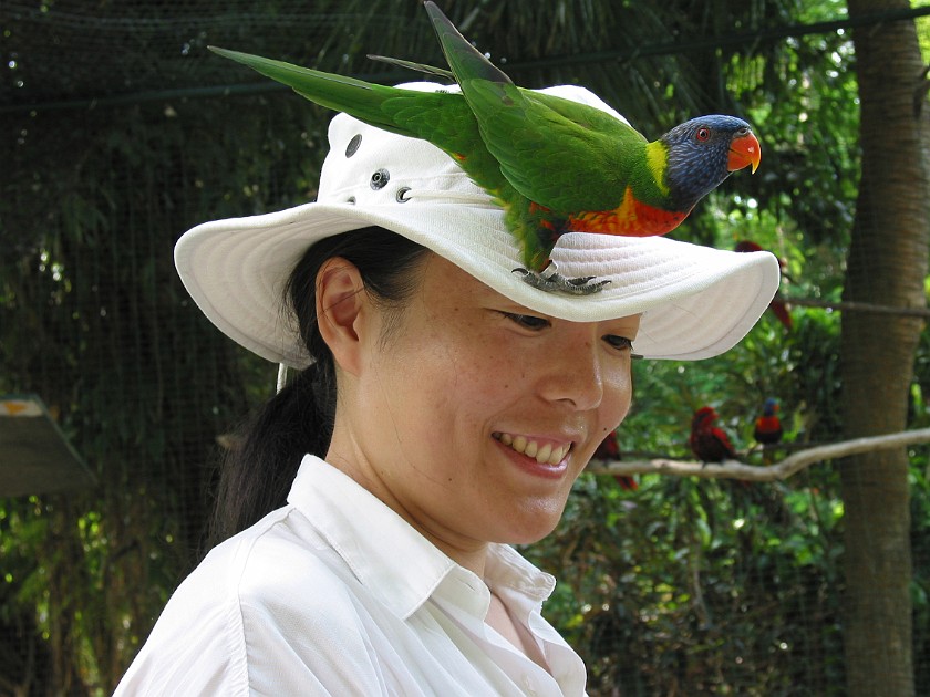 Ardastra Gardens. Inside the Parrot Cage. Nassau. .