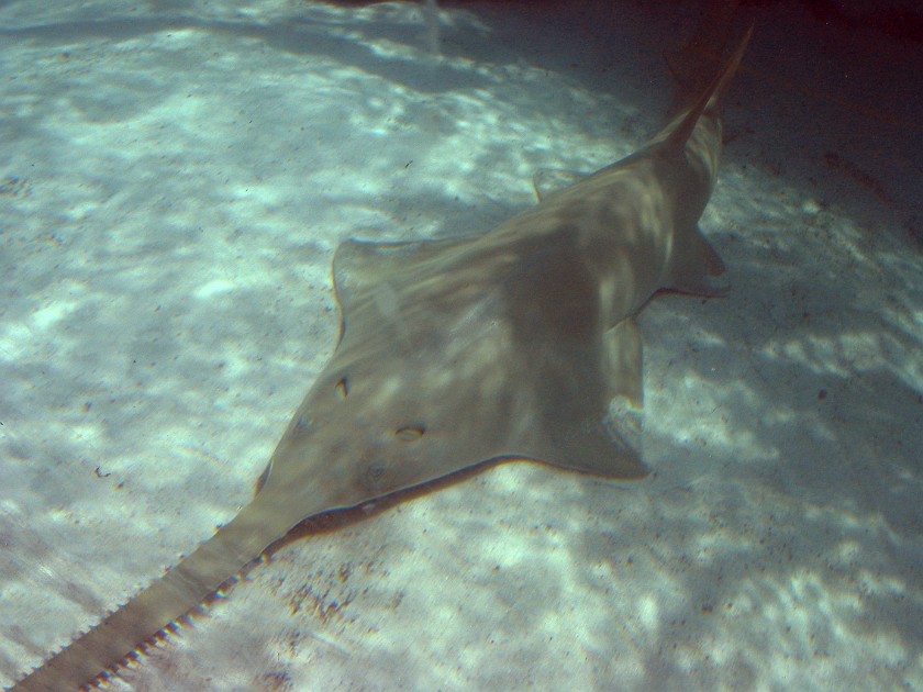 Nassau and Paradise Island. Marine Habitat at the Atlantis. Nassau. .