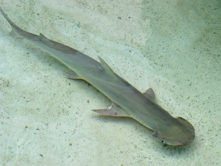 Nassau and Paradise Island. Marine Habitat at the Atlantis. Nassau. .