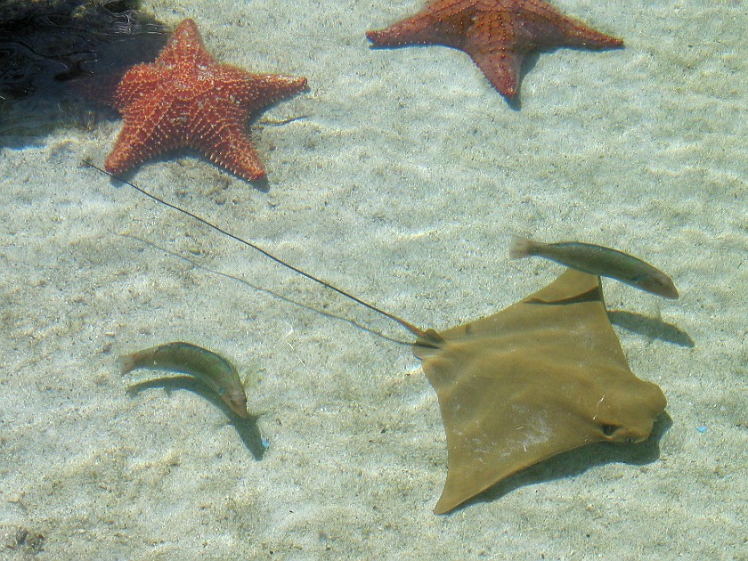 Nassau and Paradise Island. Marine Habitat at the Atlantis. Nassau. .