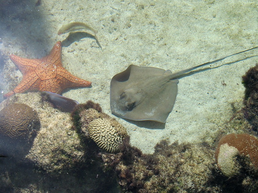 Nassau and Paradise Island. Marine Habitat at the Atlantis. Nassau. .