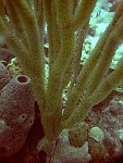 BAHA036