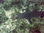 BAHA054