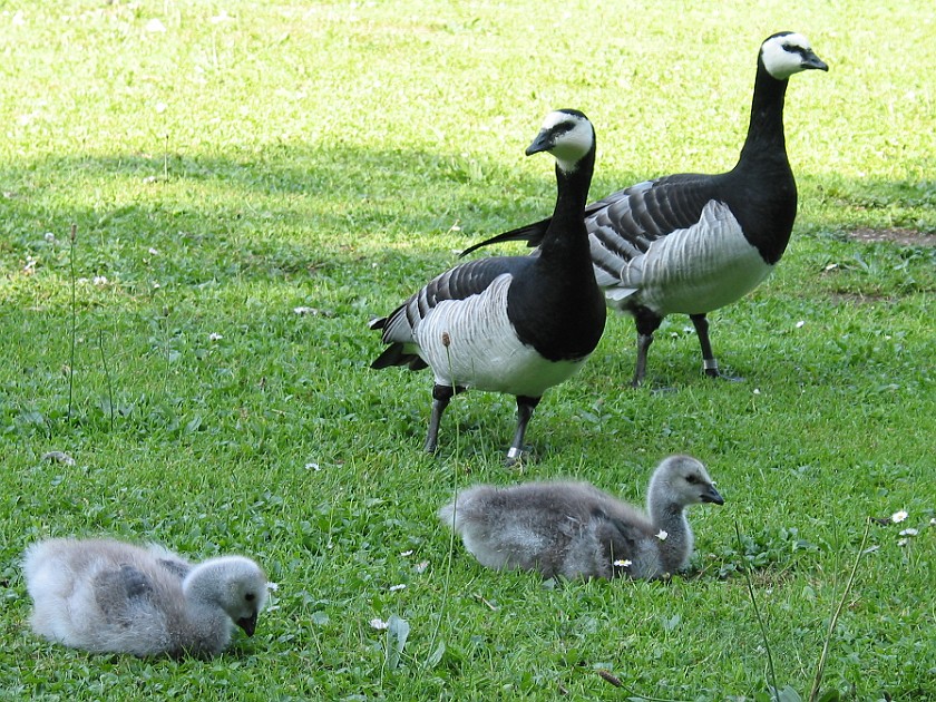 Nymphenburg Palace. Ducks. München. .