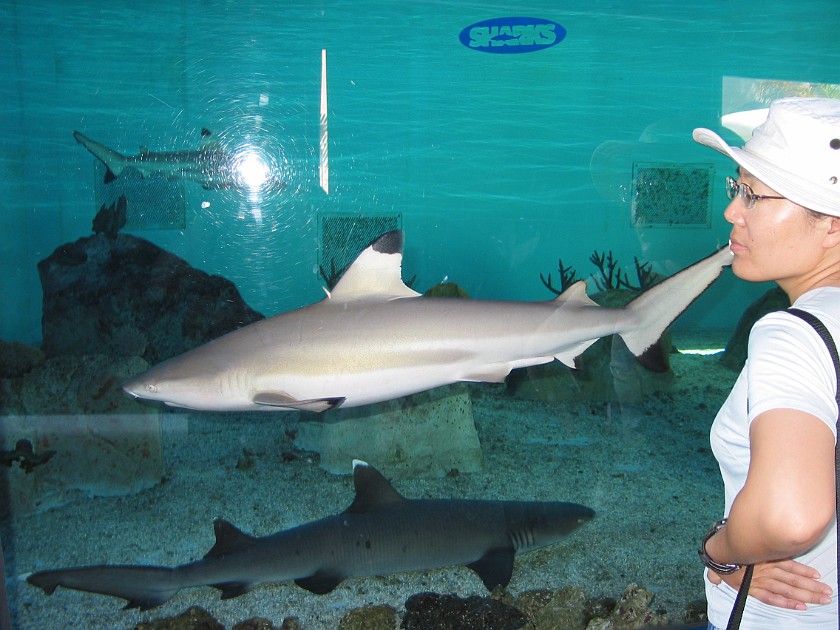Birch Aquarium at the Scripps Institution of Oceanography. Shark Pool. San Diego. .