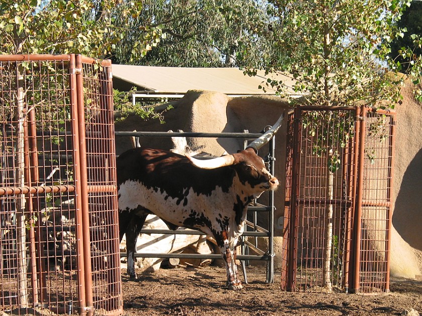 San Diego Zoo. Cattle. San Diego. .