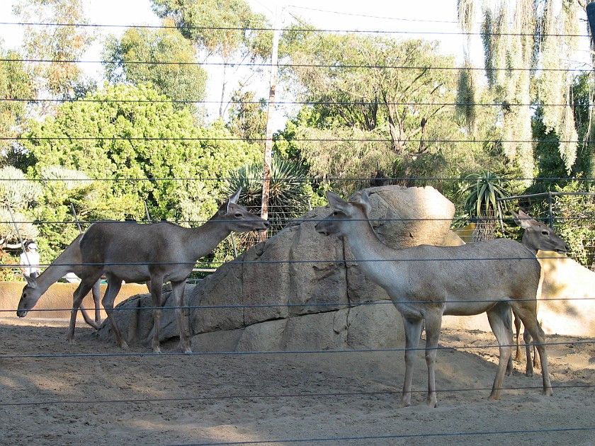San Diego Zoo. Animal. San Diego. .