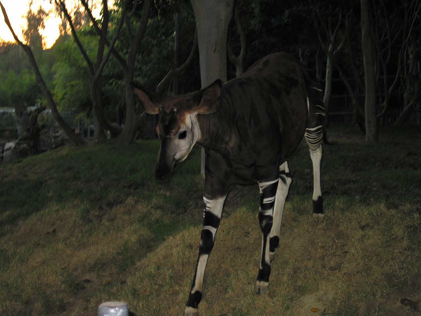 San Diego Zoo. Animal. San Diego. .