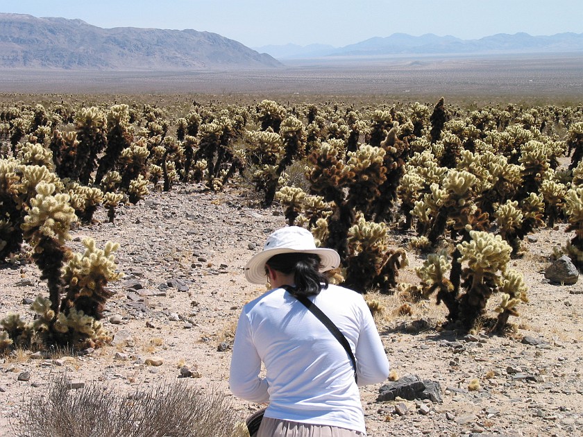 Joshua Tree National Park. Cholla Cactus Garden, Joshua Tree National Park. Joshua Tree National Park. .