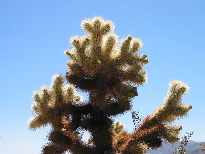 Joshua Tree National Park. Bigelow Cactus. Joshua Tree National Park. .