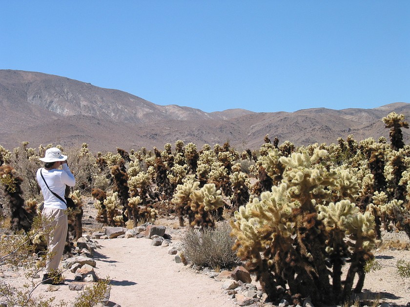Joshua Tree National Park. Cholla Cactus Garden. Joshua Tree National Park. .