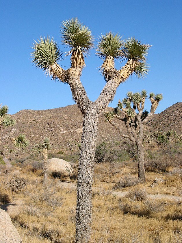 Joshua Tree National Park. Joshua Tree. Joshua Tree National Park. .