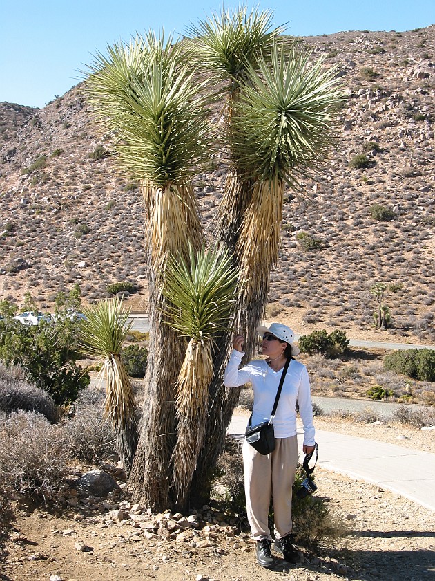Joshua Tree National Park. Mojave Yuccas. Joshua Tree National Park. .
